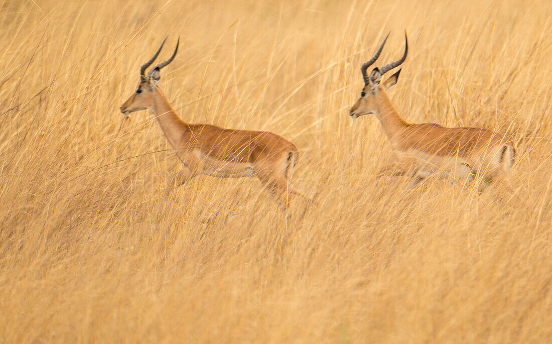 Zwei Impalas (Aepyceros melampus) laufen im hohen Gras im Selinda-Reservat, Selinda-Reservat, Botsuana
