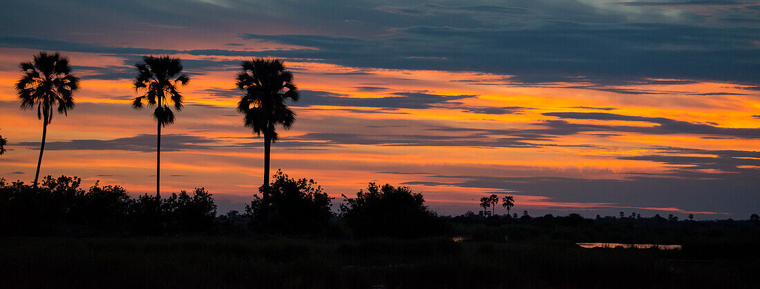 Drei Palmen und die untergehende Sonne über dem Selinda-Reservat, Selinda Reserve, Botswana