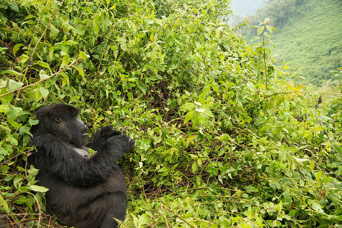 Berggorilla (Gorilla beringei beringei) aus der Umubano-Gruppe, sitzend im Gebüsch im Volcanoes National Park, Ruanda