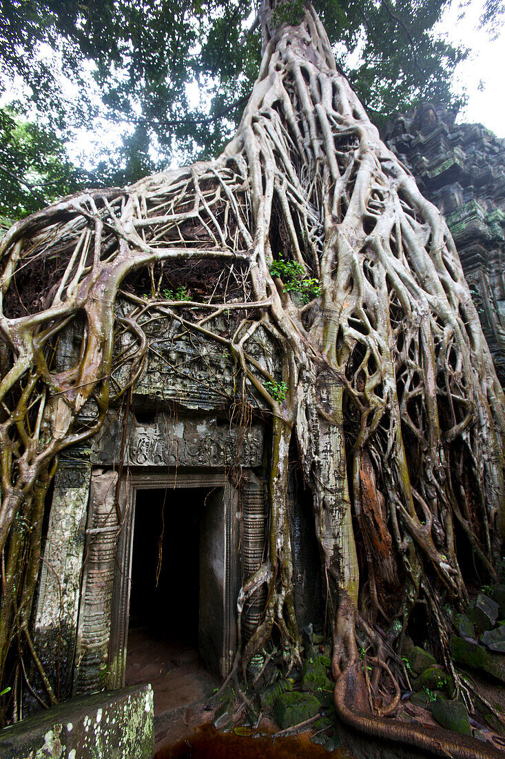 Baumwurzeln umschließen eine Mauer im alten Tempel von Ta Prohm, Siem Reap, Kambodscha