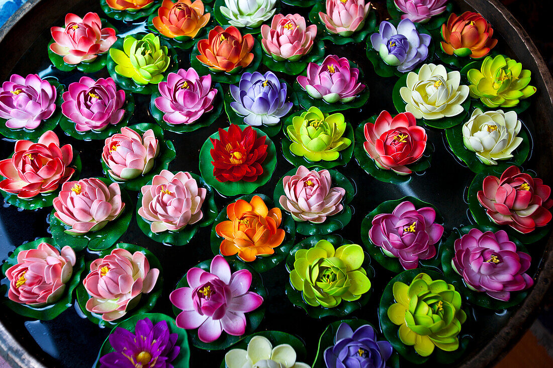 Farbenfrohe Lotosblumen in einer Vase, Lhasa, Tibet