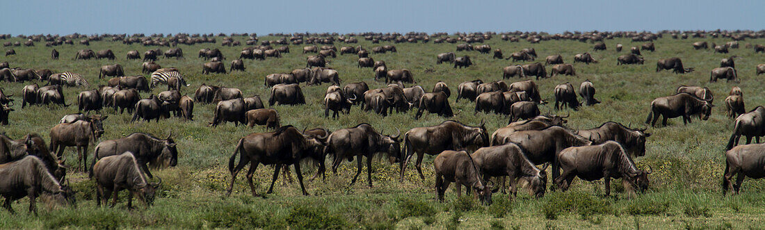 Gnu-Herde weidet auf dem afrikanischen Grasland im Serengeti-Nationalpark, Tansania