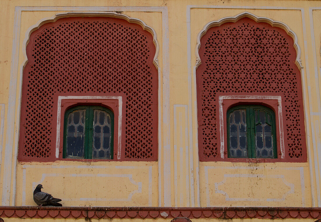 Taube ruht auf einem Sims des Stadtpalastes in Jaipur, Jaipur, Bundesstaat Rajasthan, Indien