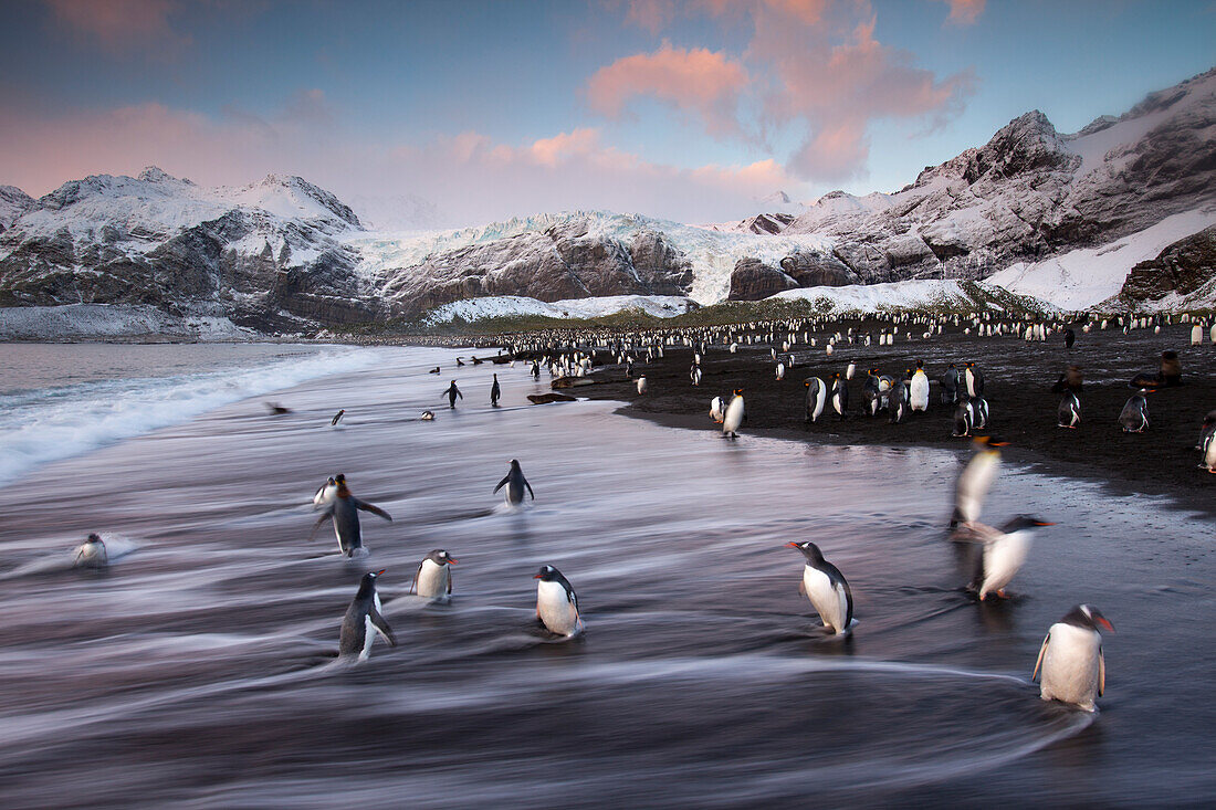 Königspinguine (Aptenodytes patagonicus) entlang der Küste bei Gold Harbour auf der Insel Südgeorgien,Südgeorgien