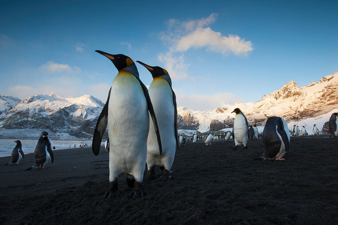 Königspinguine (Aptenodytes patagonicus) am Strand von Gold Harbour auf der Südgeorgien-Insel,Südgeorgien-Insel