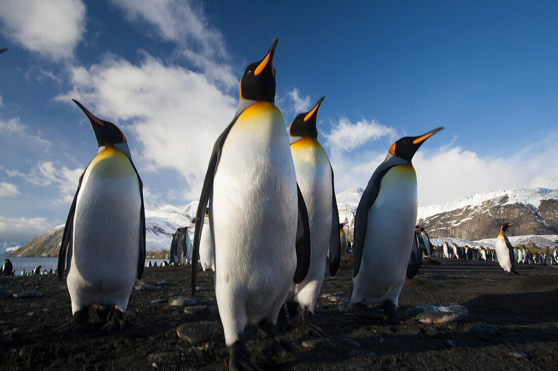 King penguins (Aptenodytes patagonicus) on the beach at Gold Harbour on South Georgia Island,South Georgia Island