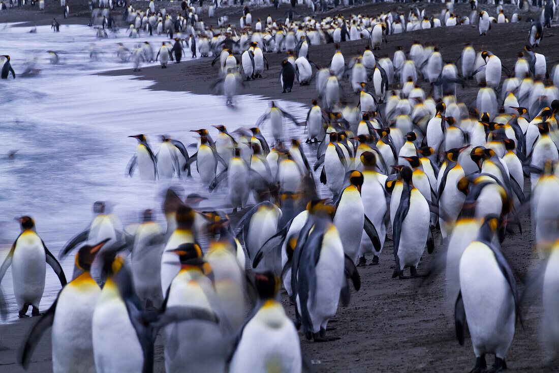 Königspinguine (Aptenodytes patagonicus) am Strand von St. Andrews Bay auf der Südgeorgien-Insel,Südgeorgien-Insel