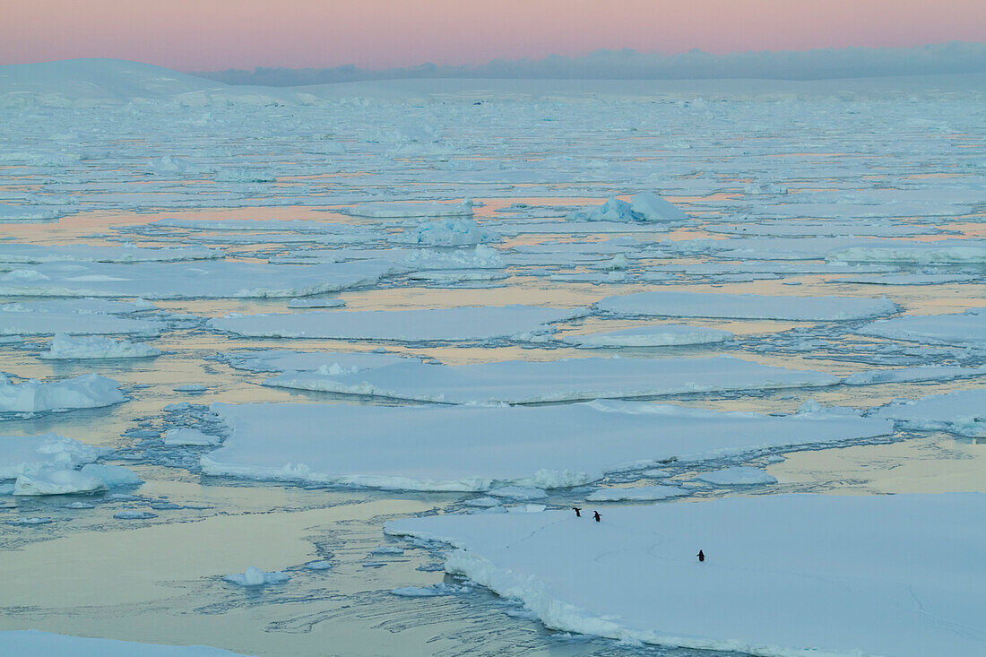 Pinguine auf gebrochenem Meereis im Crystal Sound bei Sonnenaufgang, Antarktis