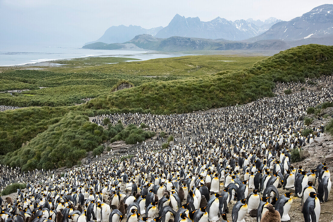 Large colony of King penguins (Aptenodytes patagonicus) on Salisbury Plain,Salisbury Plain,South Georgia Islands