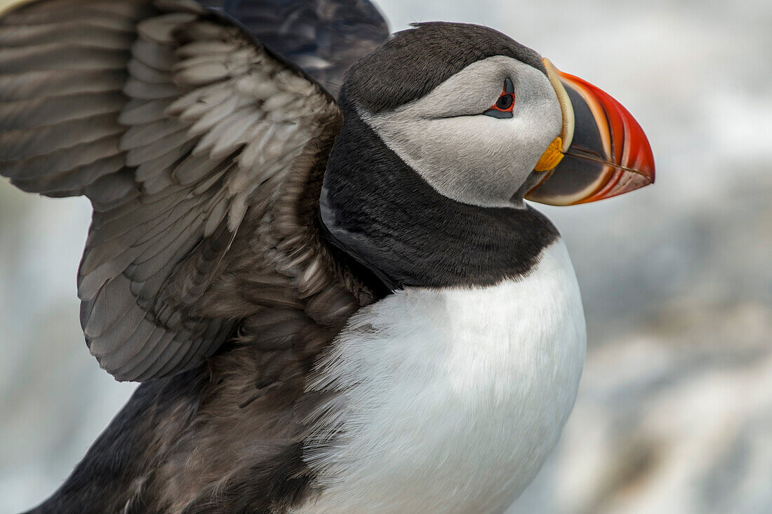 Nahaufnahme eines Papageientauchers (Fratercula arctica) auf Machias Seal Island, Cutler, Maine, Vereinigte Staaten von Amerika