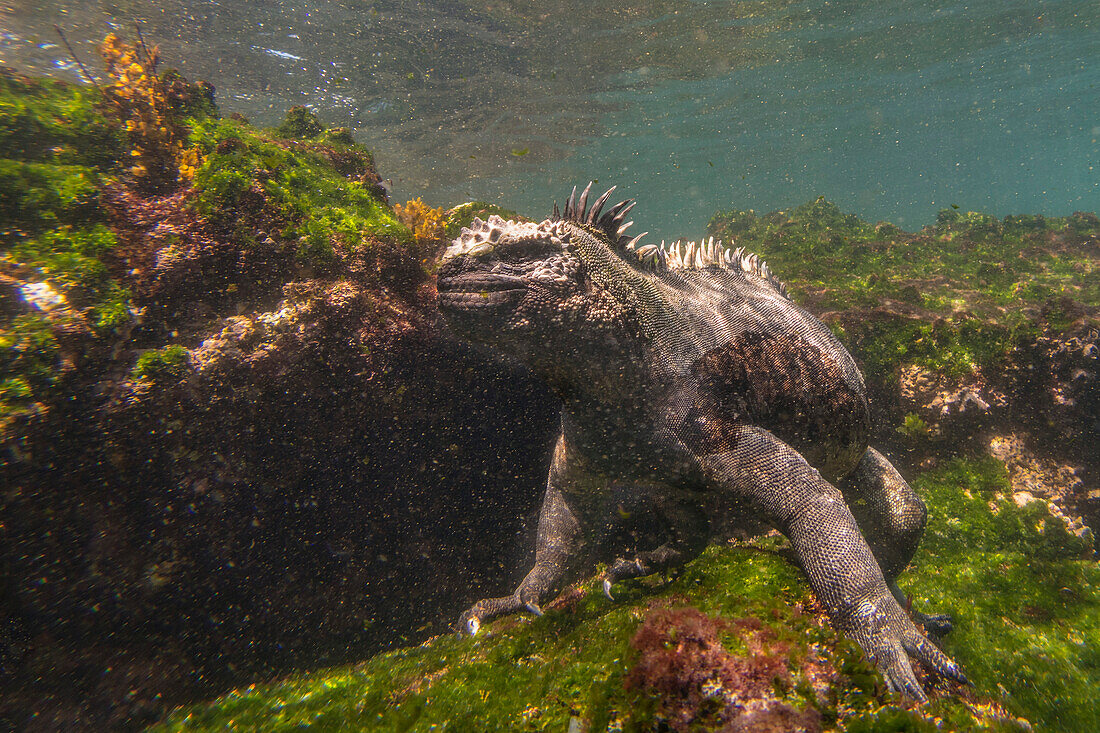 Marine Iguana (Conolophus subcristatus) feeding on algae off Fernandina Island,Fernandina Island,Galapagos Islands,Ecuador