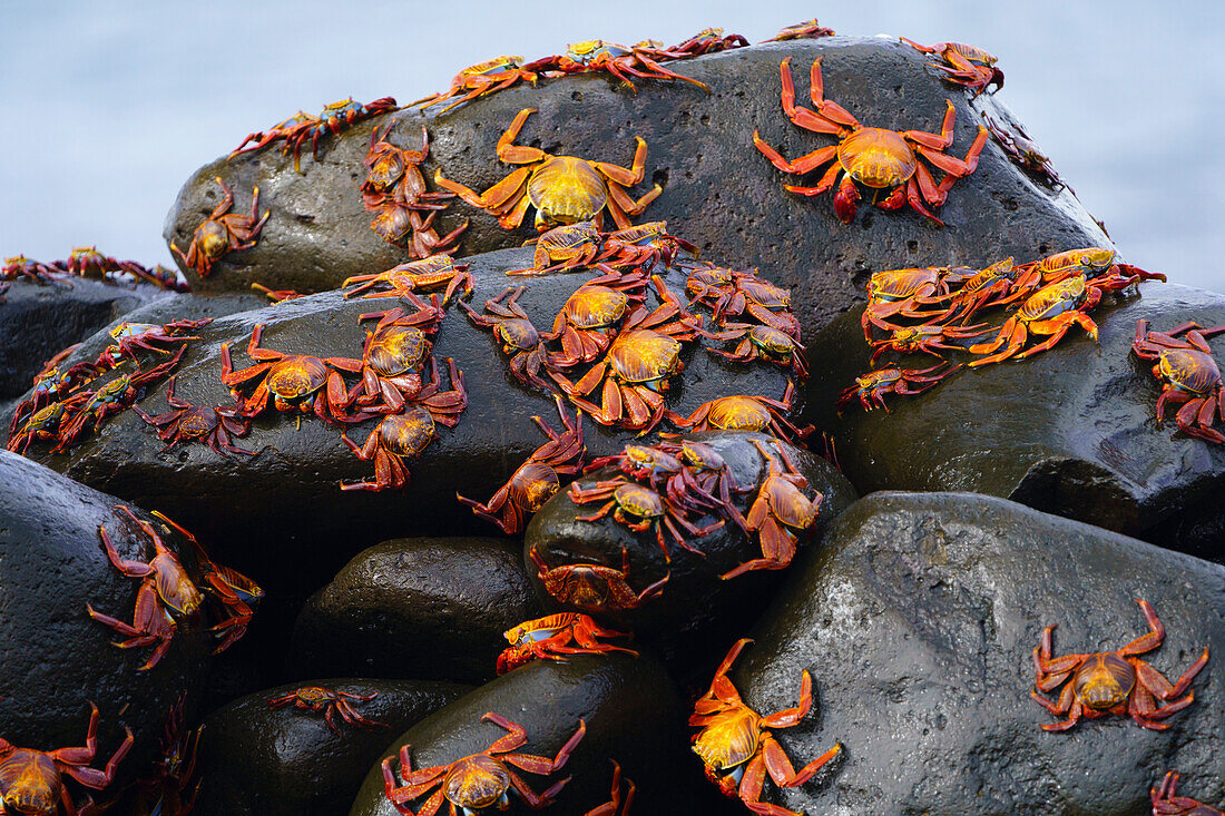 Sally lightfoot crabs (Grapsus graspsus) at Punta Suarez on Espanola Island,Espanola Island,Galapagos Islands,Ecuador