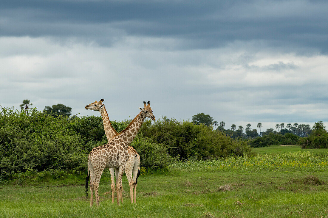 Männliche und weibliche Giraffe auf den Ebenen des Okavango-Deltas, Okavango-Delta, Botswana