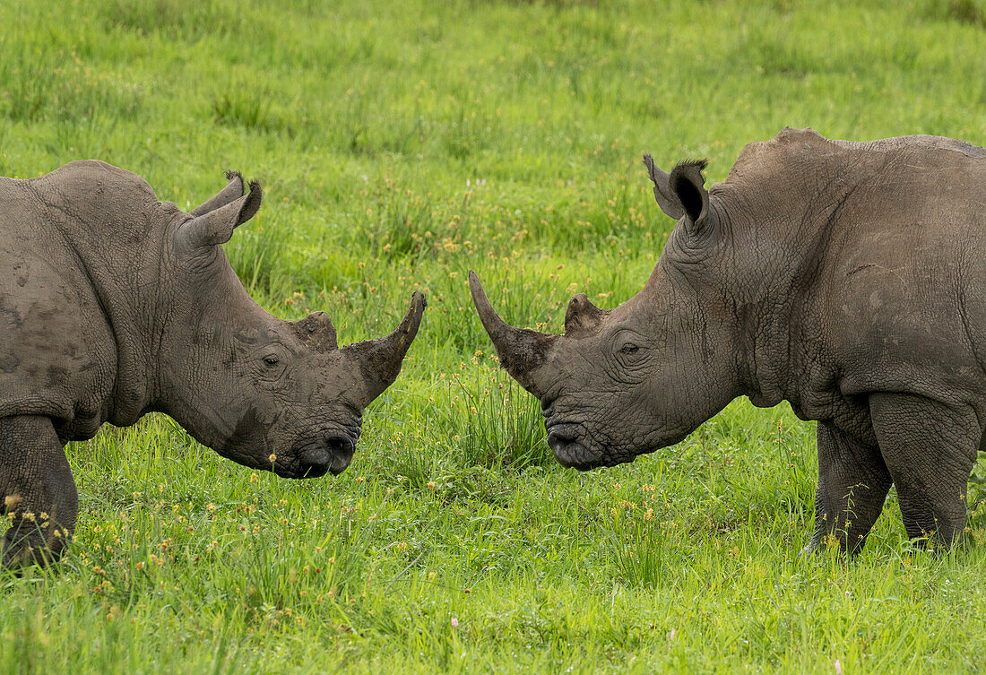 Zwei Breitmaulnashörner (Ceratotherium simum) während der Regenzeit, Okavango-Delta, Botswana