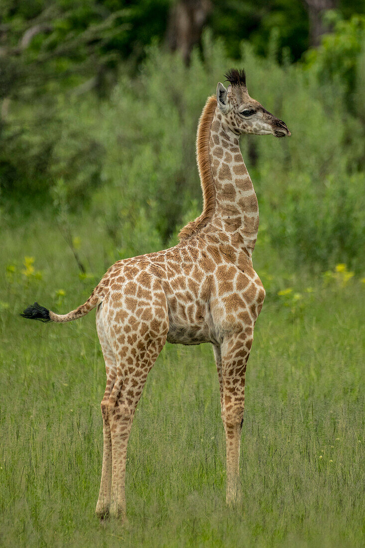 Close-up portrait of the profile view of a young giraffe,Okavango Delta,Botswana