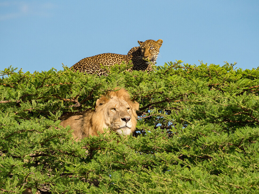 Löwe (Panthera leo) und Leopard (Panthera pardus) beanspruchen ihr Territorium in einer Baumkrone, indem sie im Serengeti-Nationalpark, Tansania, sitzen und hinausschauen