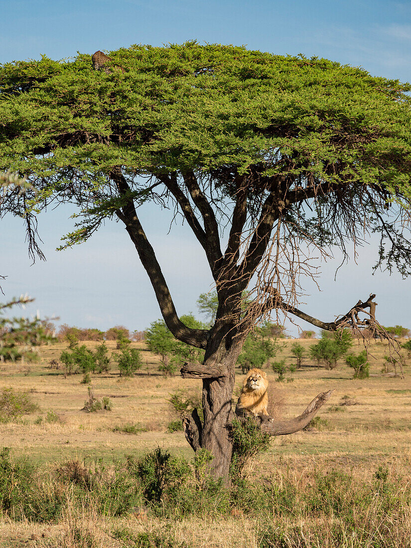 Lion (Panthera leo) climbs a tree in pursuit of a leopard (Panthera pardus) in Serengeti National Park,Tanzania