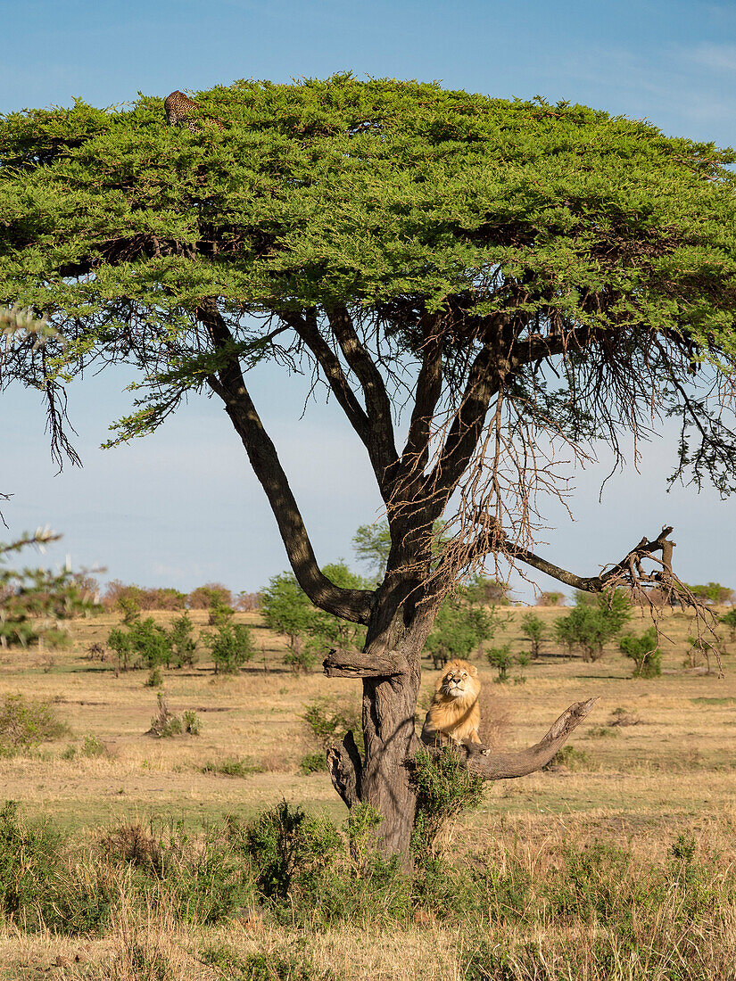 Löwe (Panthera leo) klettert auf einen Baum bei der Verfolgung eines Leoparden (Panthera pardus) im Serengeti-Nationalpark, Tansania