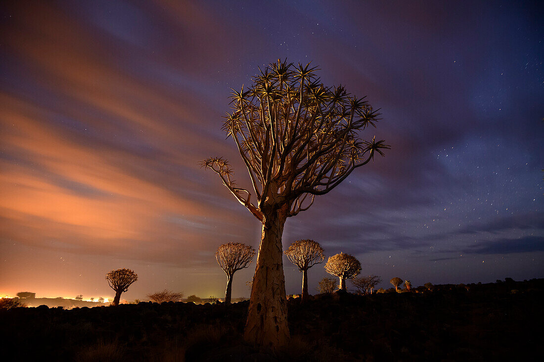 Köcherbäume (Aloidendron dichotomum) in der Abenddämmerung, Keetmanshoop, Namibia