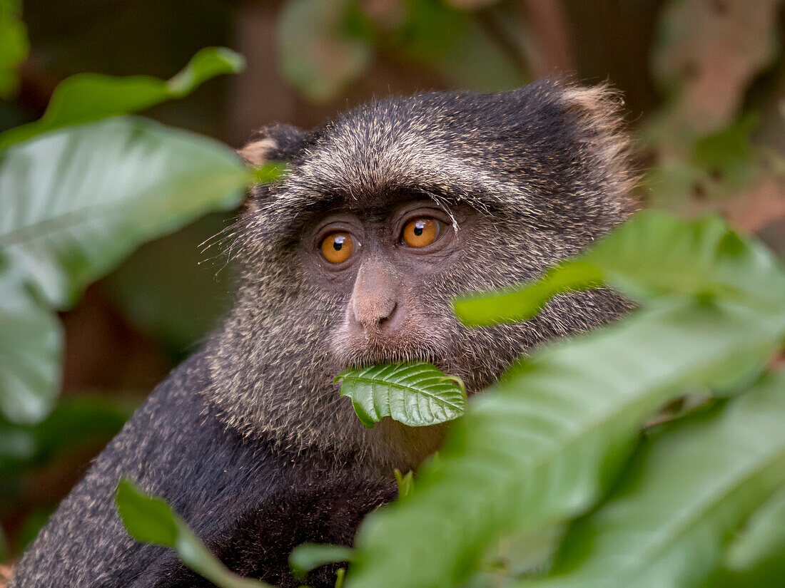 Sykes-Affe (Cercopithecus mitis albogularis) knabbert an Baumblättern im Lake Manyara National Park, Arusha Region, Tansania