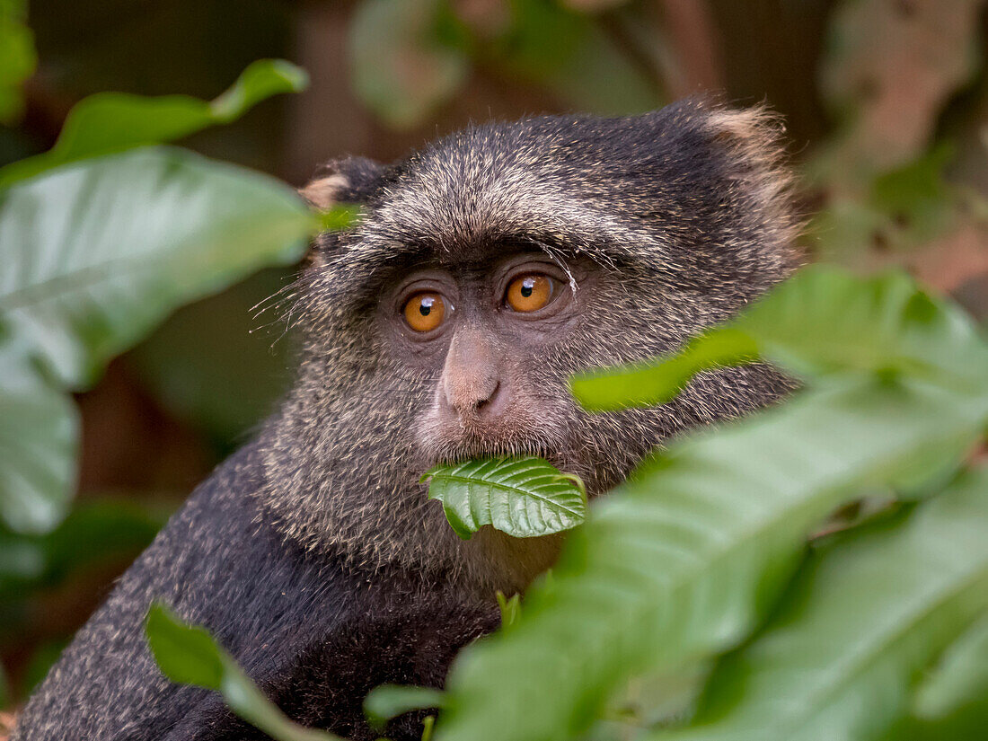 Sykes' monkey (Cercopithecus mitis albogularis) snacks on tree leaves at Lake Manyara National Park,Arusha region,Tanzania