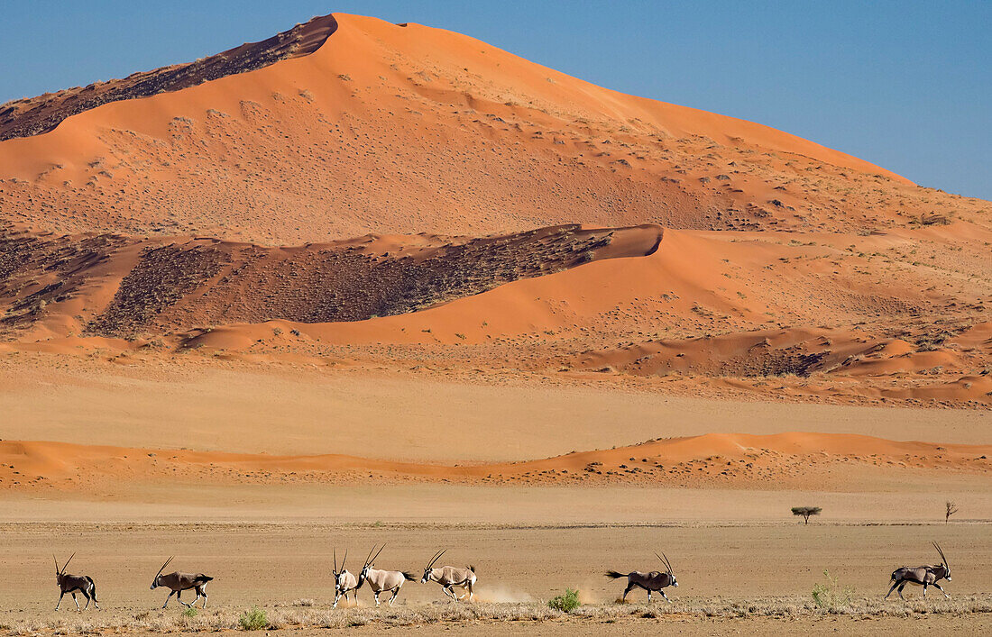 Männlicher Gemsbock (Oryx gazella) behauptet seinen dominanten Status in der Herde im Namib-Naukluft Park,Sossusvlei,Namibia