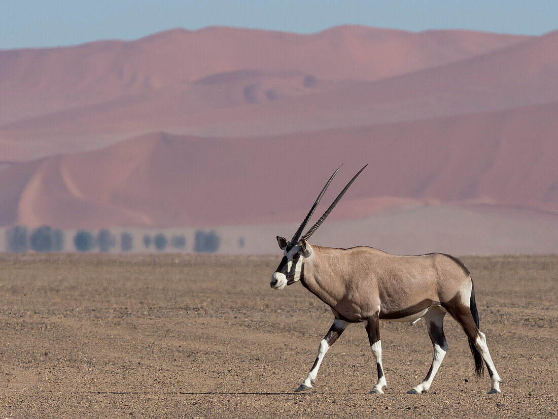 Gemsbok antelope (Oryx gazella) walks in the desert in Namib-Naukluft Park,Sossusvlei,Namibia