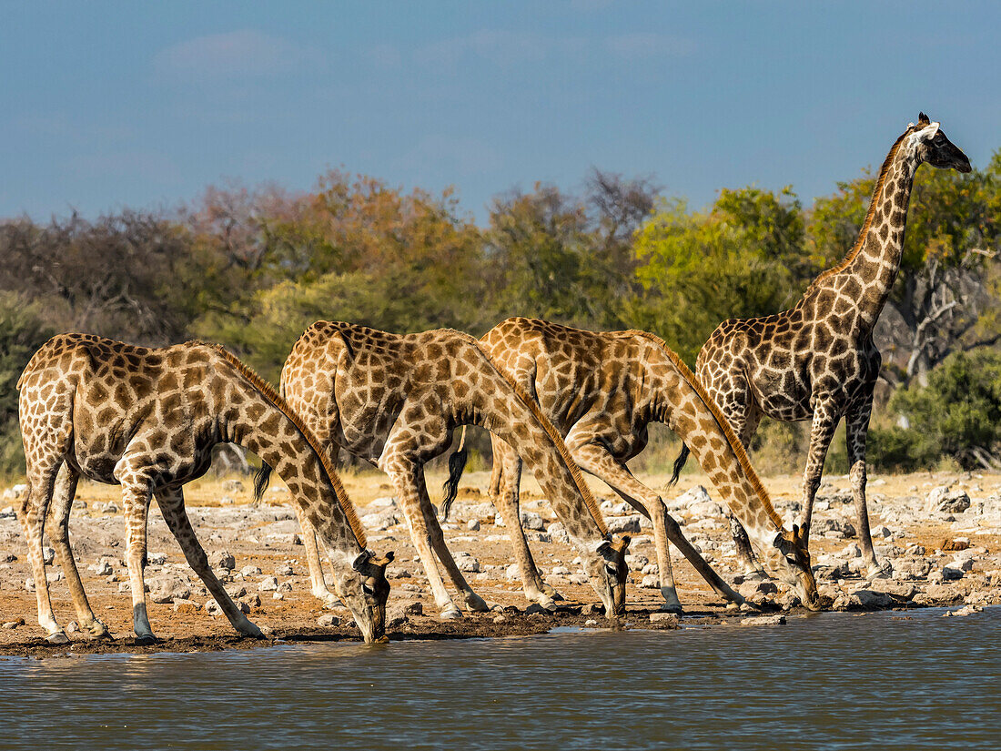 Angolan giraffes (Giraffa giraffa angolensis) line up for a drink at a watering hole in Etosha National Park,Okaukuejo,Kunene,Namibia