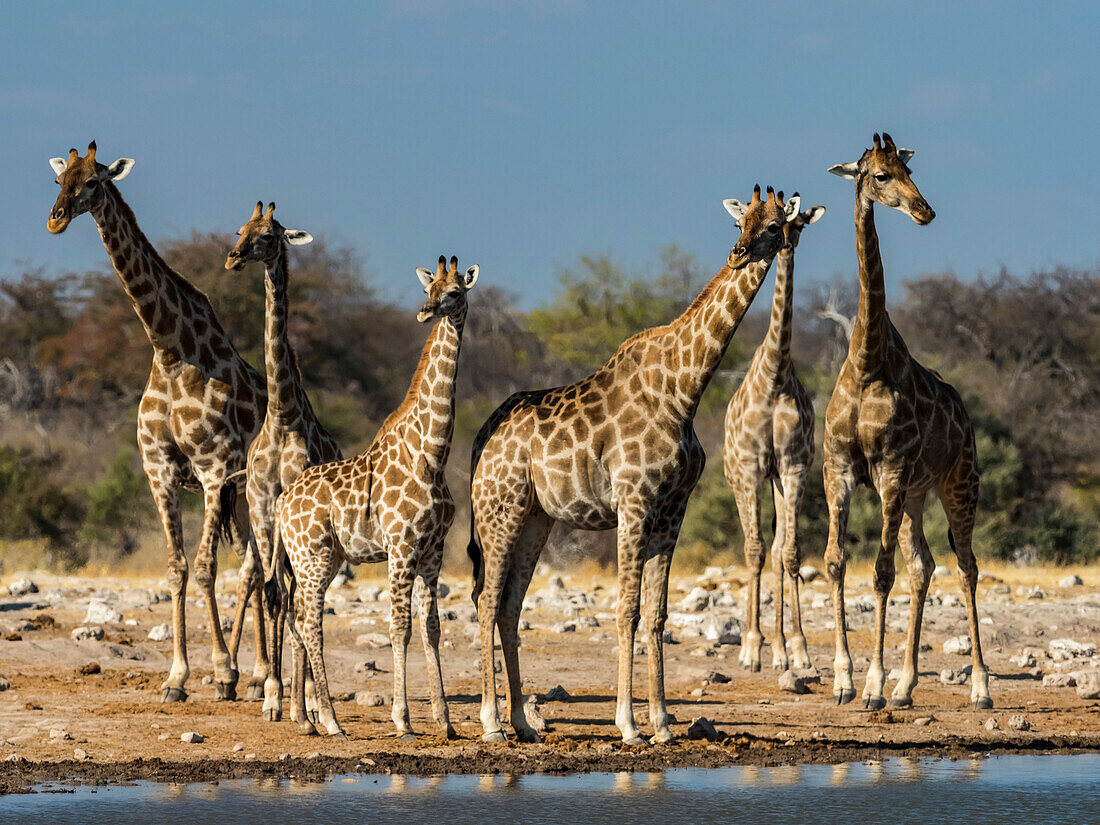 Angolan giraffes (Giraffa giraffa angolensis) arrive at a watering hole in Etosha National Park,Okaukuejo,Kunene,Namibia