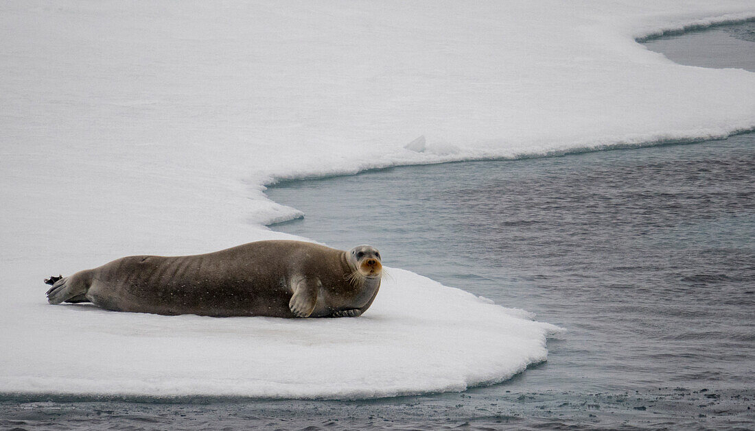 Bartrobbe (Erignathus barbatus) faulenzt auf dem Meereis bei Spitzbergen, Spitzbergen, Svalbard, Norwegen