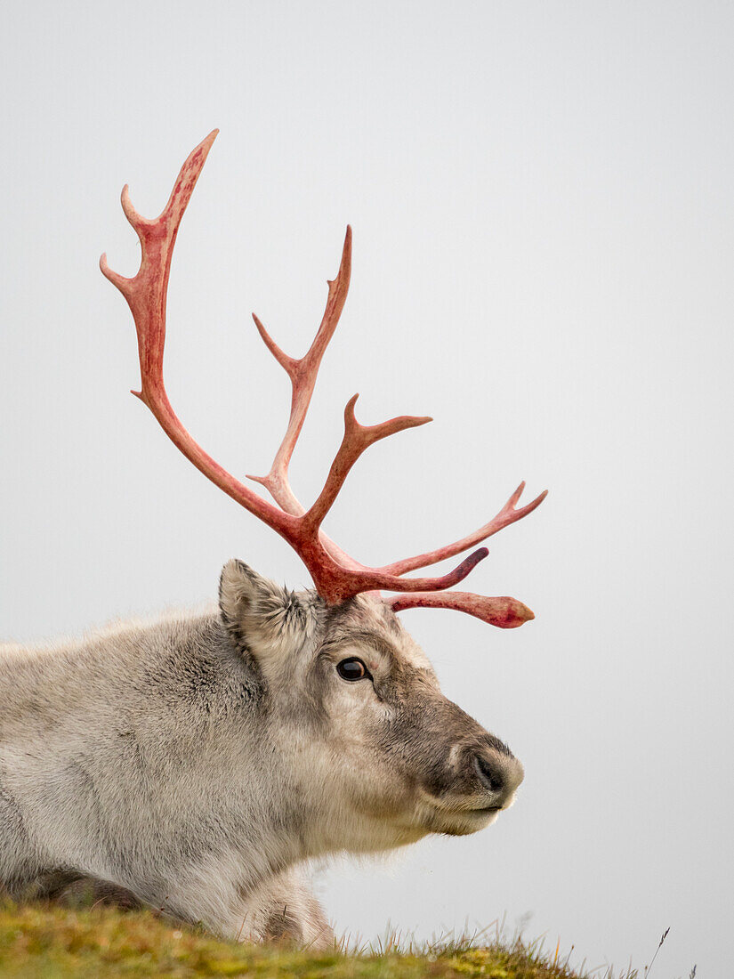 Männliches Spitzbergen-Rentier (Rangifer tarandus platyrhynchus) nach dem Abwerfen seines Samtes,Spitzbergen,Svalbard,Norwegen