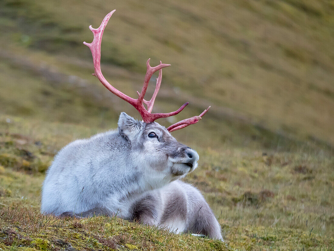 Männliches Spitzbergen-Rentier (Rangifer tarandus platyrhynchus) liegt auf dem Boden,Spitzbergen,Svalbard,Norwegen
