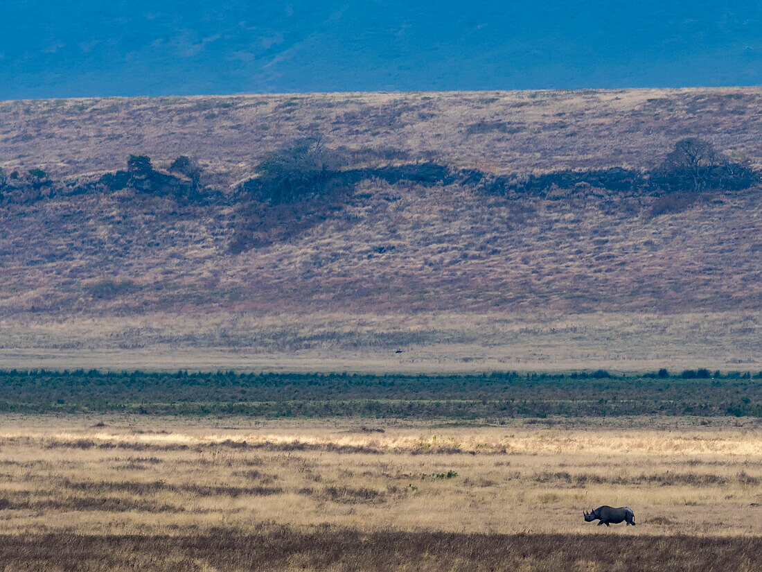 Spitzmaulnashorn (Diceros bicornis) geht in der Ferne am Ngorongoro-Krater, Arusha-Region, Tansania