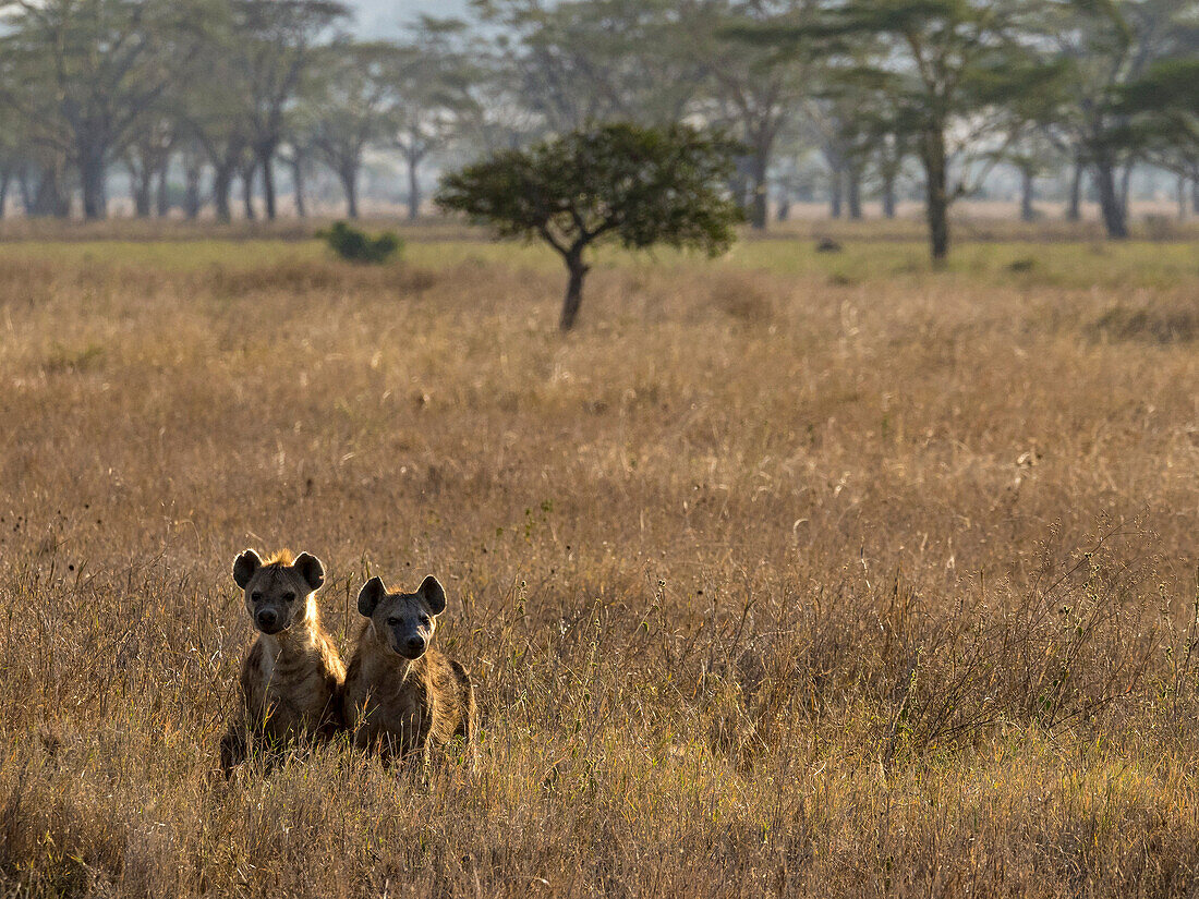 Pair of Spotted hyenas (Crocuta crocuta) at Serengeti National Park,Tanzania