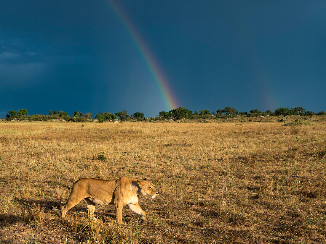Weiblicher Löwe (Panthera leo) pirscht sich im Serengeti-Nationalpark vor einem stürmischen Himmel und einem Regenbogen im Hintergrund an, Kogatende, Tansania