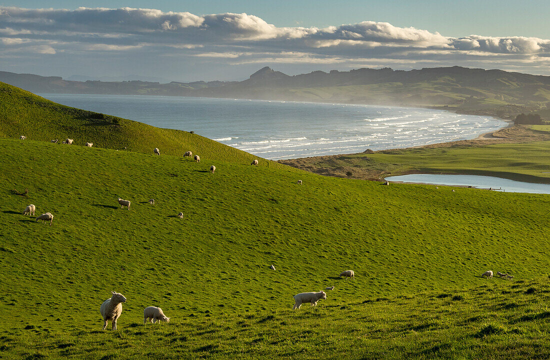 Sheep graze in hillside pastures near Katiki Point,Moeraki,Katiki Point,South Island,New Zealand