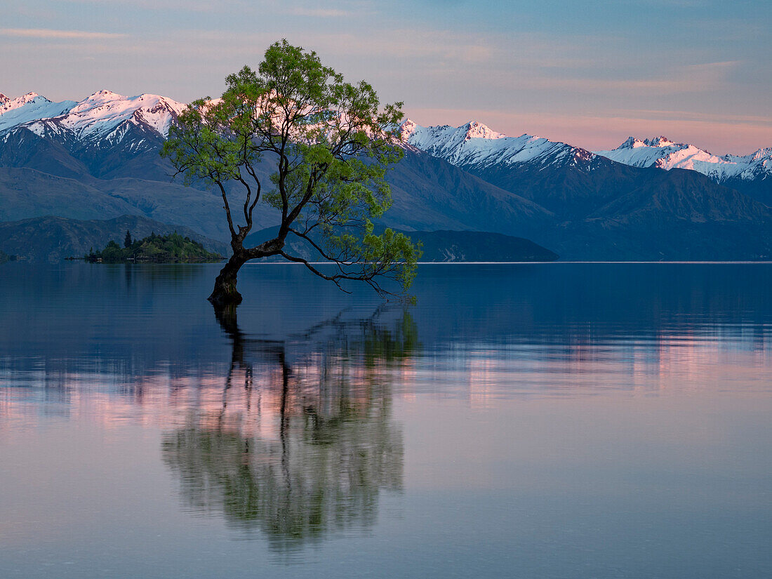 Einsamer Bruchweidenbaum (Salix × fragilis) im Lake Wanaka bei Sonnenaufgang,Wanaka,Südinsel,Neuseeland