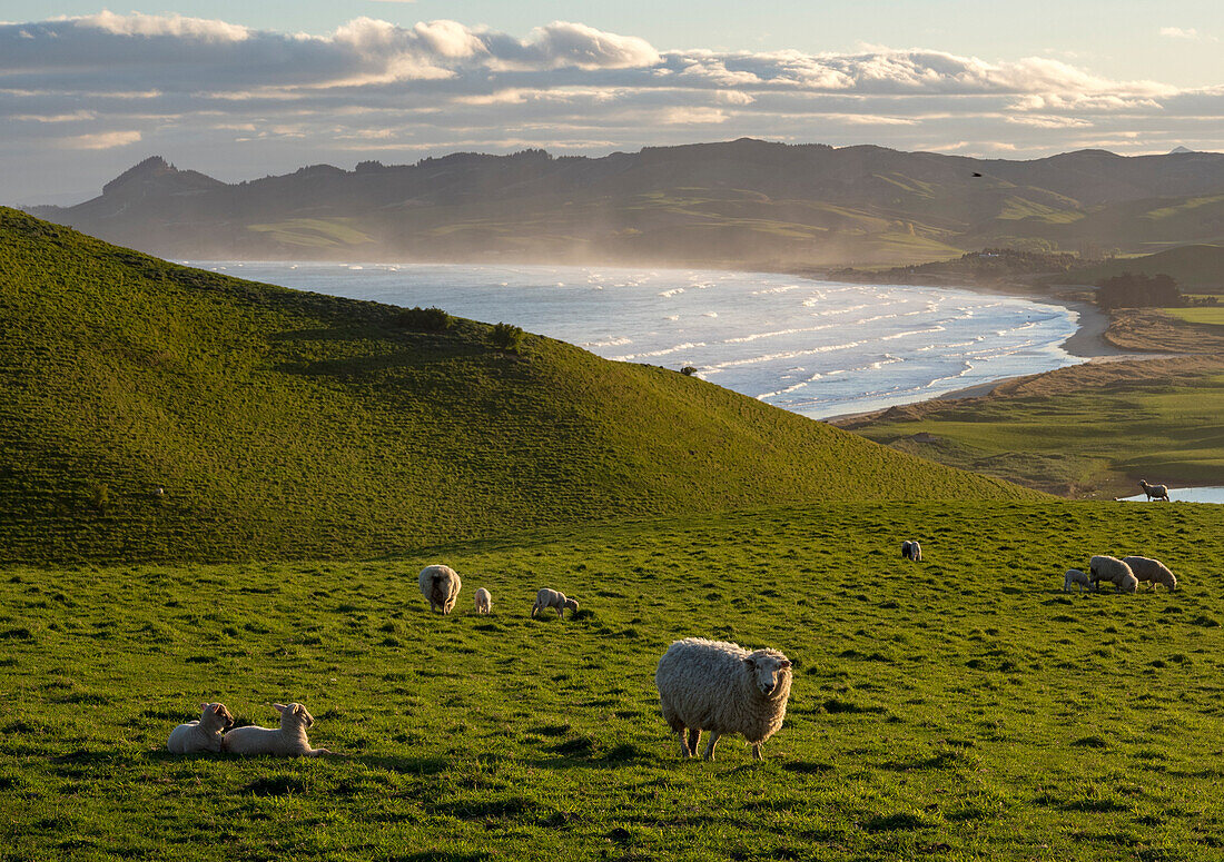 Schafe grasen auf einer Hangweide in der Nähe von Katiki Point, Moeraki, Katiki Point, Südinsel, Neuseeland