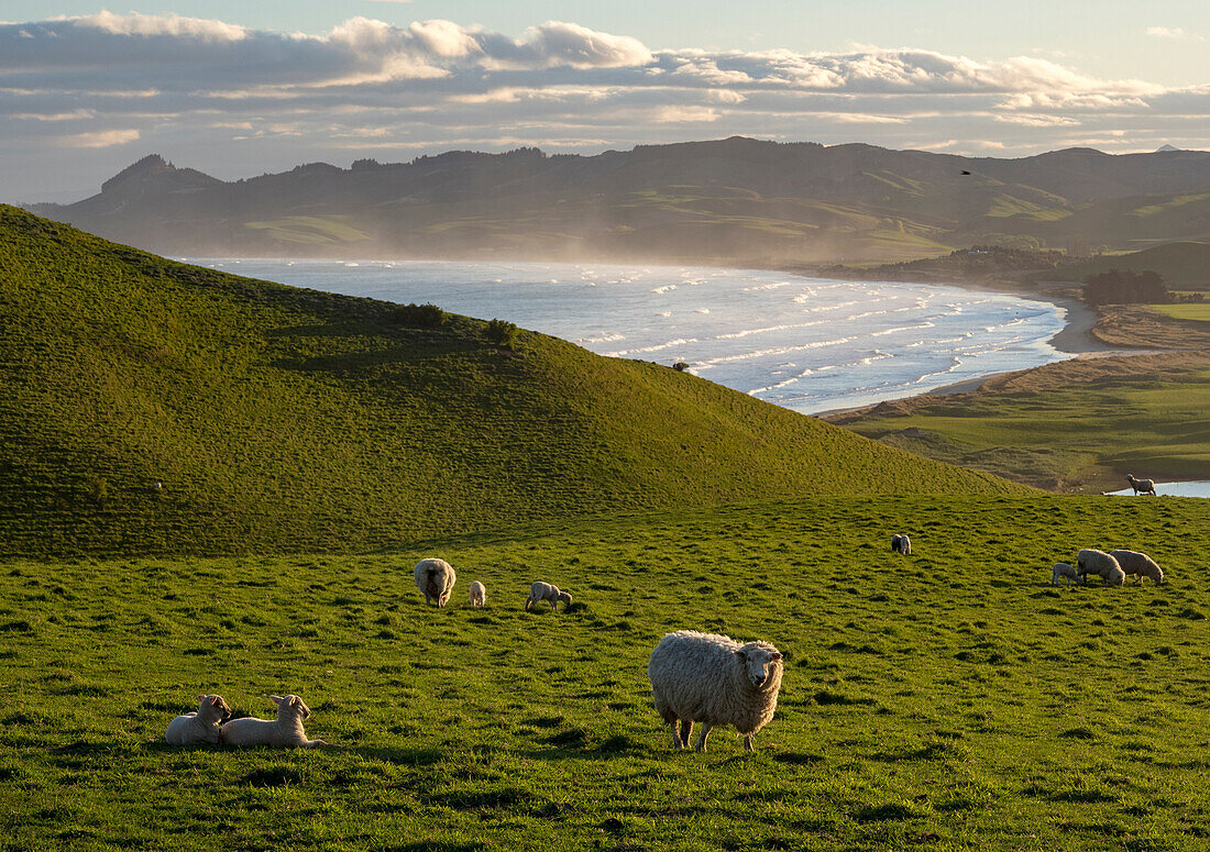 Sheep graze in hillside pastures near Katiki Point,Moeraki,Katiki Point,South Island,New Zealand