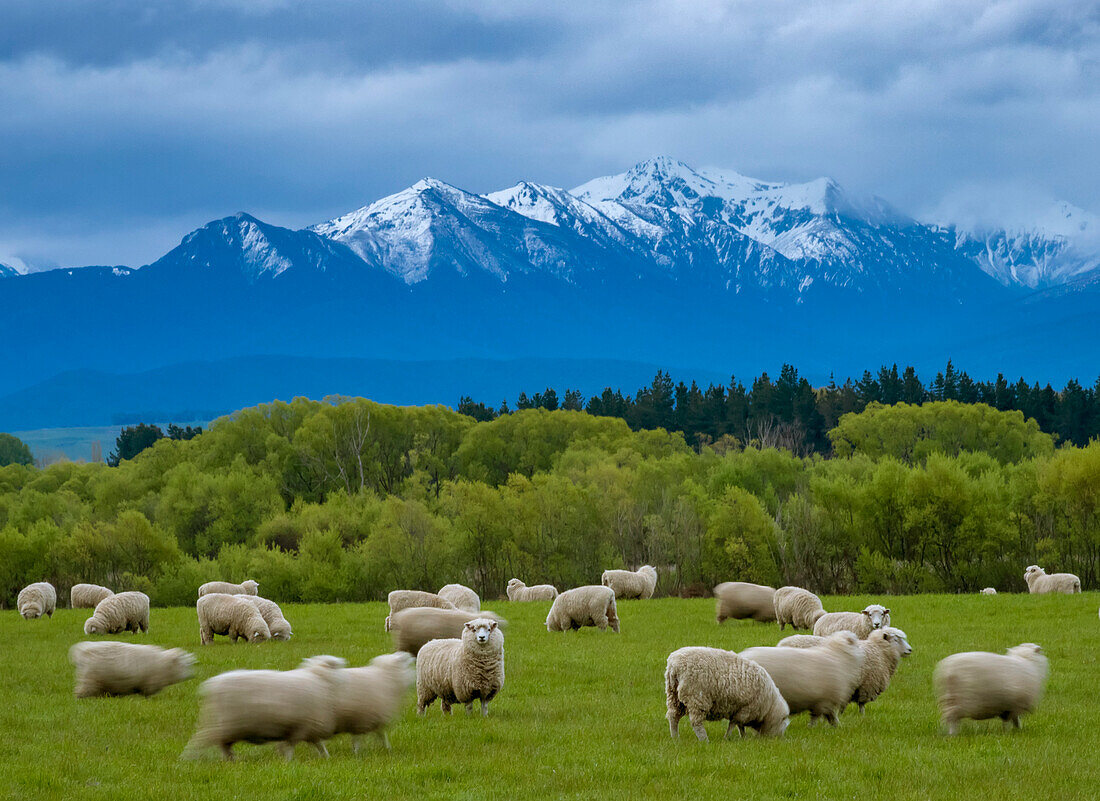 Schafe grasen in einem Tal, mit den Jackson Peaks und dem Fiordland National Park in der Ferne, Te Anau, Südinsel, Neuseeland