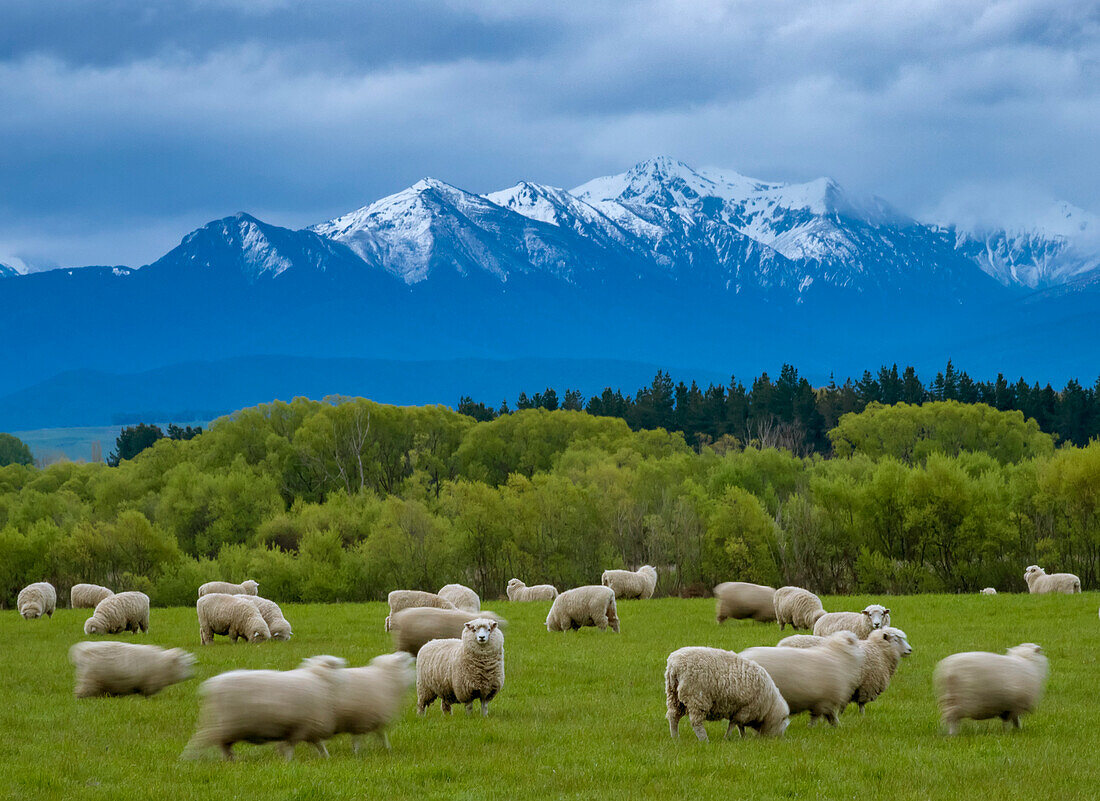 Sheep graze in a valley,with Jackson Peaks and Fiordland National Park in the distance,Te Anau,South Island,New Zealand