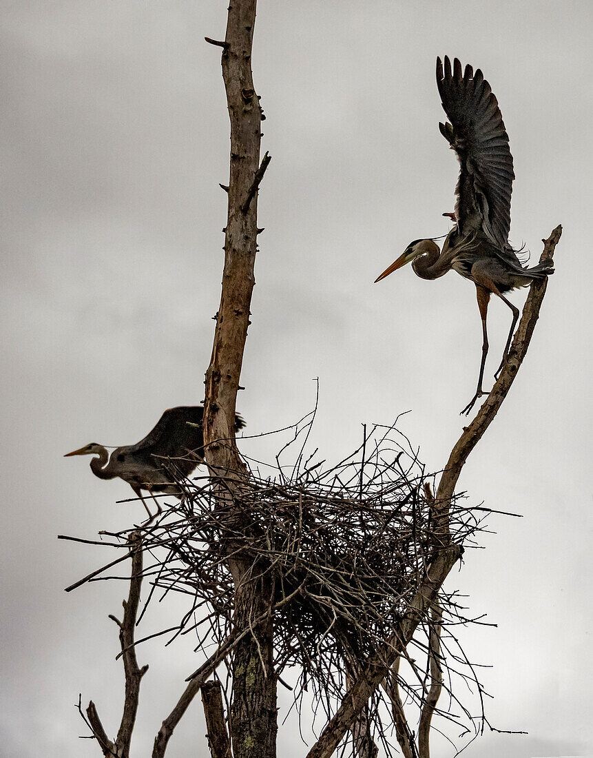 Great blue heron (Ardea herodias) rookery,Portland,Connecticut,United States of America