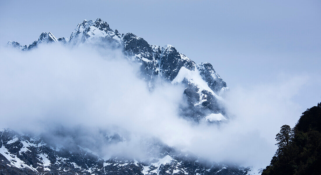 Darran Mountains and a beech tree in silhouette in Fiordland National Park,South Island,New Zealand