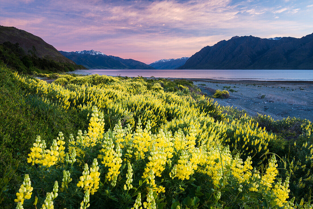 Lupinen am Ufer des Lake Hawea, Region Otago, Südinsel, Neuseeland