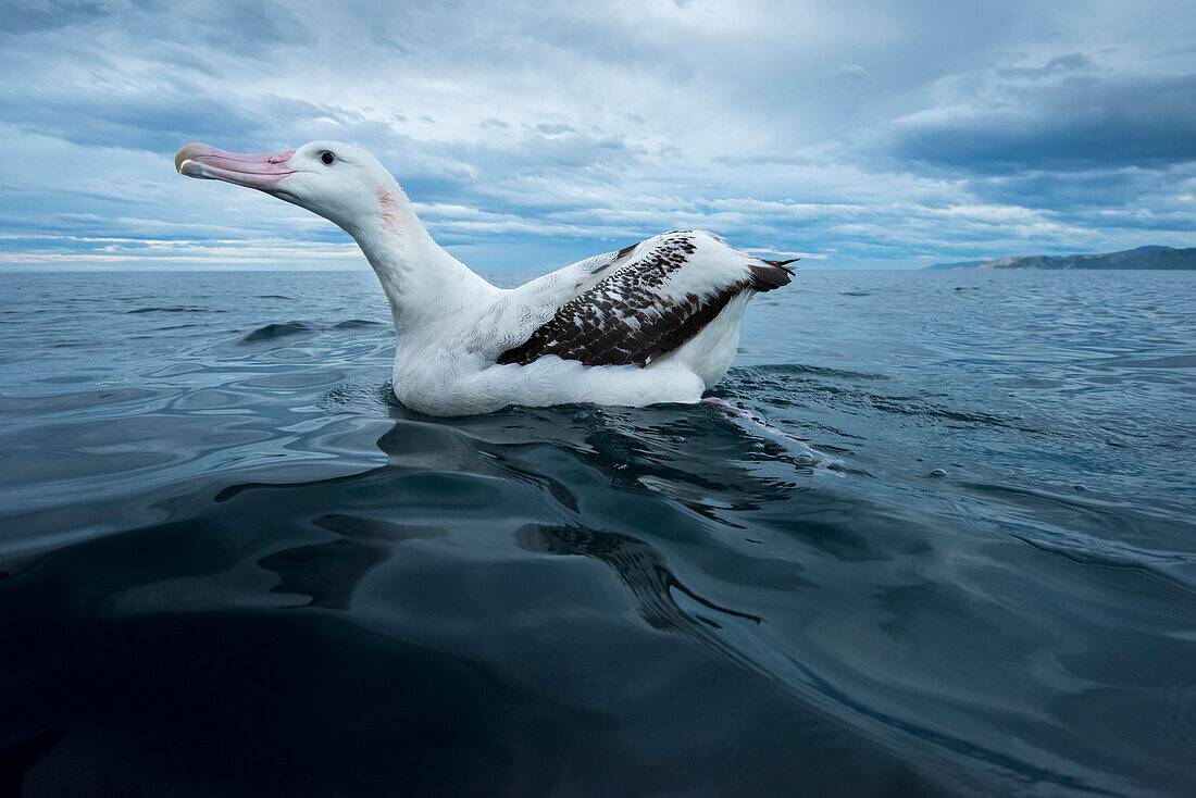 Wanderalbatros (Diomedea exulans) auf dem Wasser bei Kaikoura, Südinsel, Neuseeland