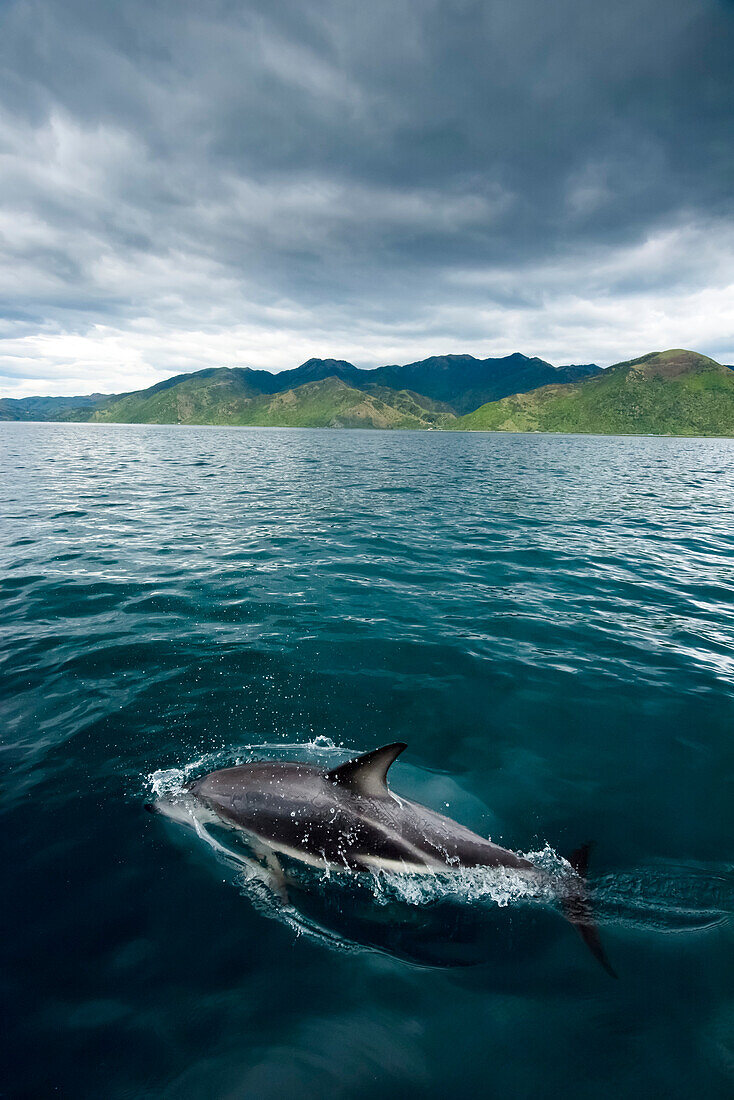 Dusky dolphin (Lagenorhynchus obscurus) swims in waters off the coast of New Zealand at Kaikoura,New Zealand