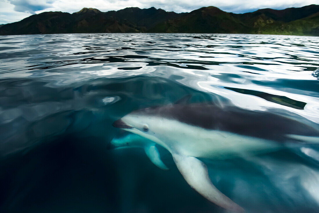 Schwarzer Delfin (Lagenorhynchus obscurus) schwimmt in den Gewässern vor der Küste Neuseelands bei Kaikoura, Südinsel, Neuseeland