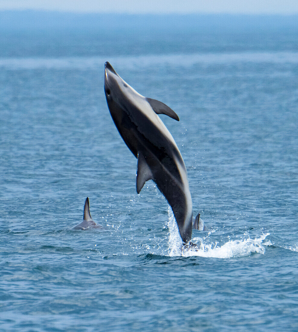 Dusky dolphin (Lagenorhynchus obscurus)  jumps above waters off the coast of New Zealand at Kaikoura,New Zealand