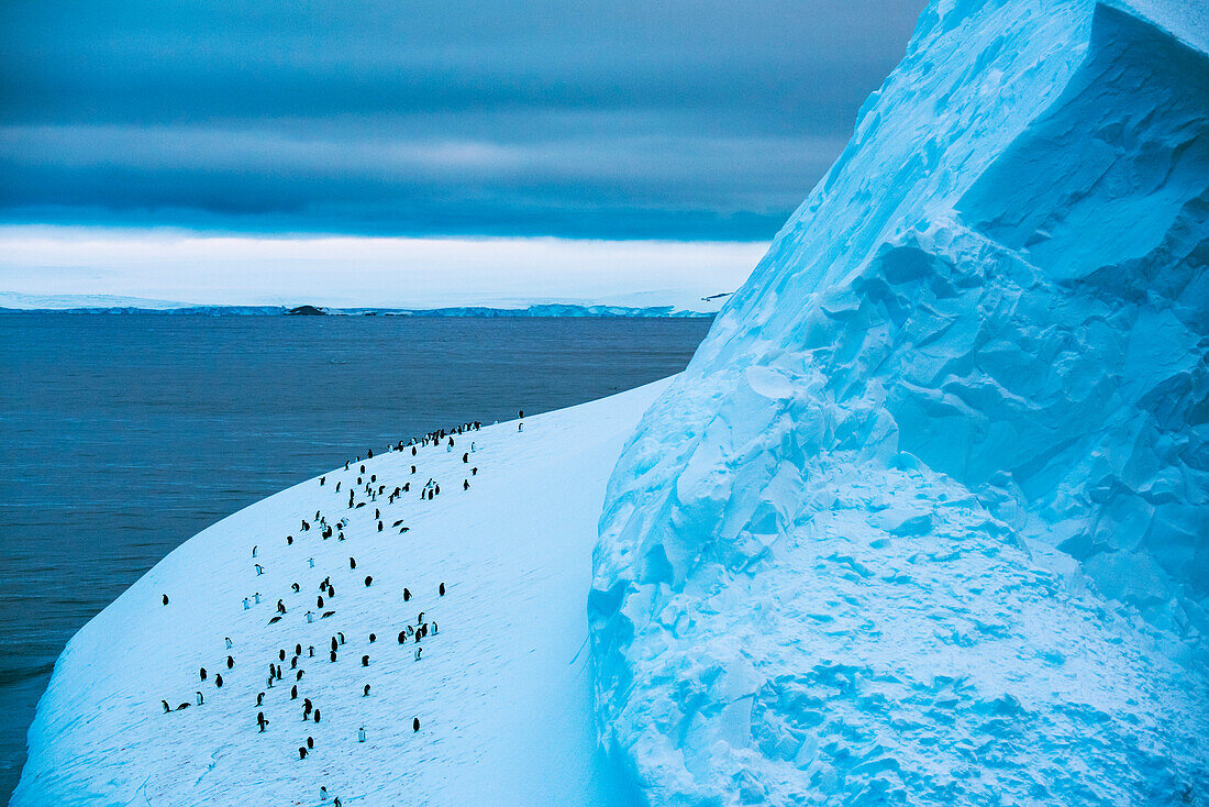 Eselspinguine (Pygoscelis papua) auf einem Eisberg in der Antarktis,Antarktis