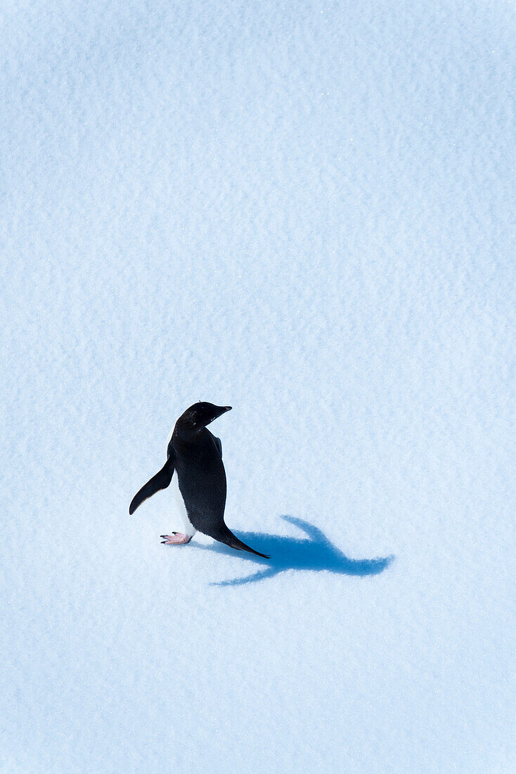 Adeliepinguin (Pygoscelis adeliae) auf dem Eis in der Antarktis,Antarktis